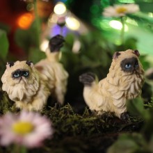 Молд гималайские кошки