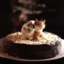 Молд котята